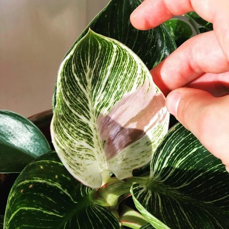 Филодендрон биркин взрослое растение как выглядит Pin on Plants
