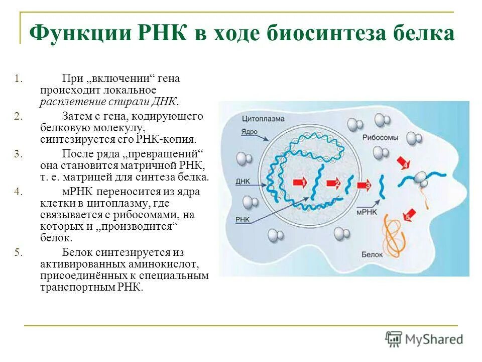 Функции рнк в биосинтезе. Функции рнк в биосинтезе
