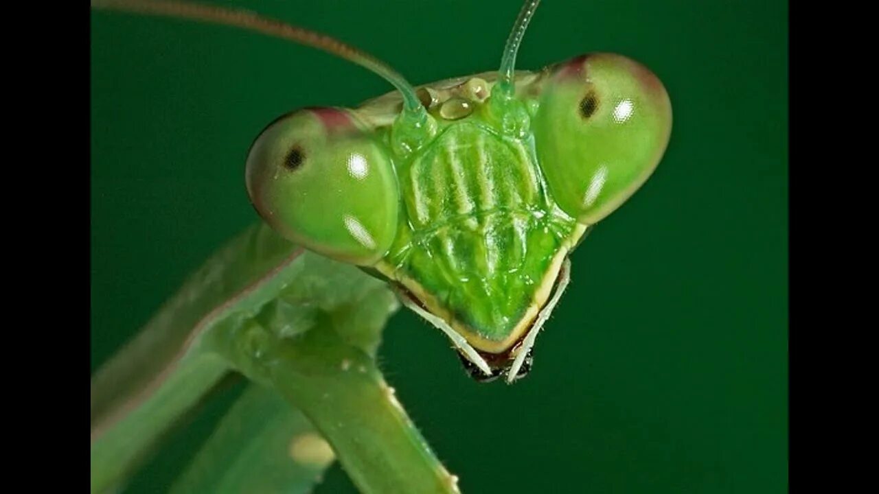 Богомол Mantis religiosa самка. Самка богомола насекомое. Смешной богомол. Морда богомола. Самка богомола похожие