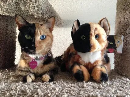 Двуликая кошка