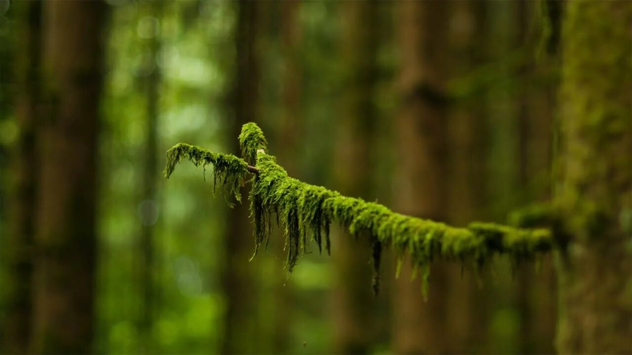 Папоротниковый мох (Большое количество фото) - treepics.ru