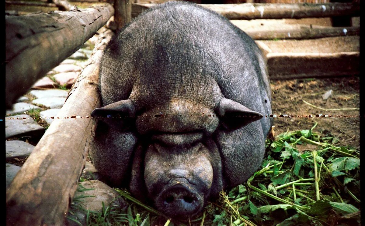 Глад валакас пожилой боров. Бороф. Бороф. Миргородская порода хряк. Миргородская порода свиней.