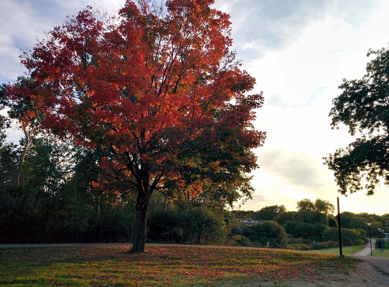 Maple tree