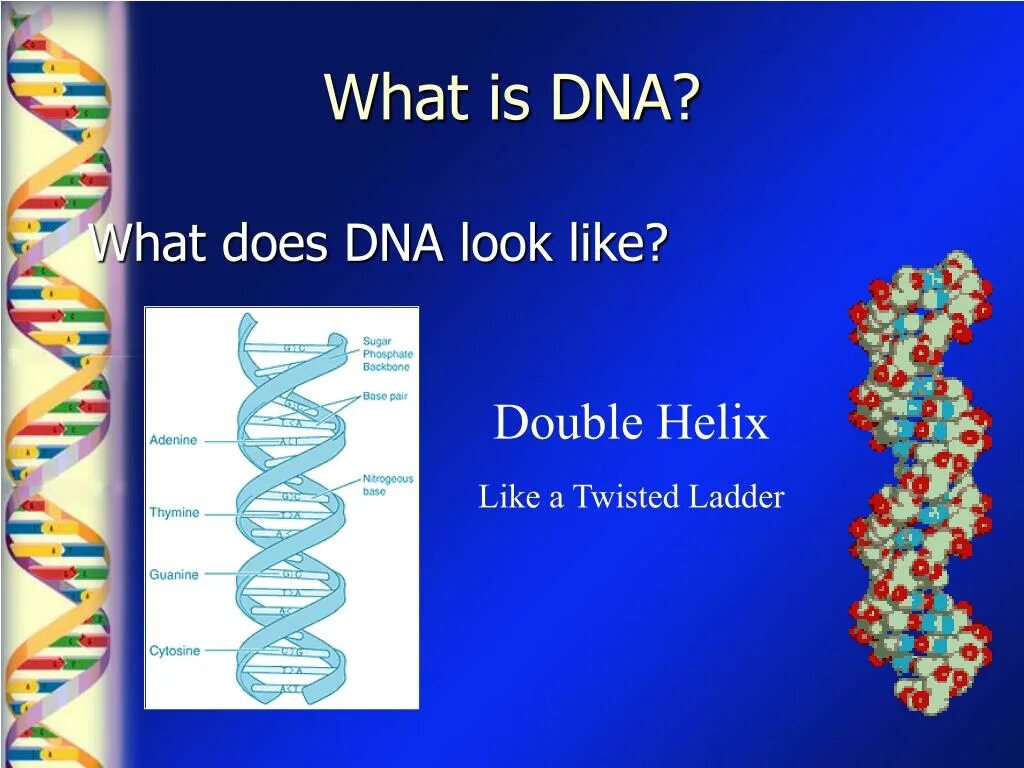 What is a dna. What the dna. what is dna read stitching. how big is dna.