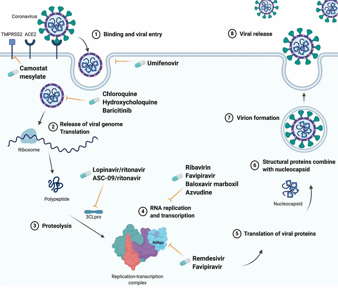 Жизненный цикл вируса SARS cov 2. Коронавирус SARS-cov-2. Взаимодействие вируса с клеткой. Коронавирус схема вируса. Действие коронавируса