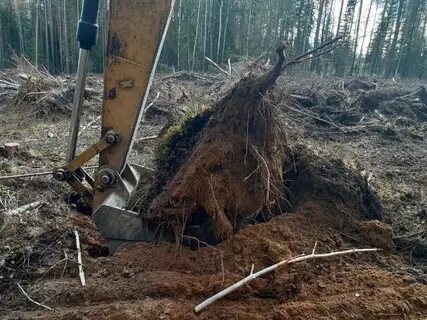 Выкорчевывание деревьев область