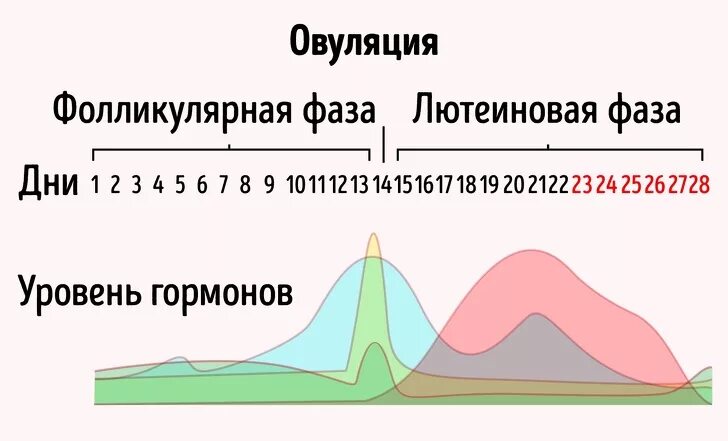 Фазы менструационного цикла фолликулярная лютеиновая. Фазы менструационного цикла лютеиновая фаза. Фолликулярная и лютеиновая фаза цикла. Фазы цикла фолликулярная овуляторная лютеиновая.