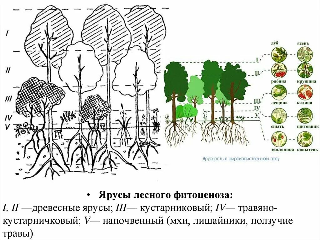 Растительное сообщество рисунок. Ярусность фитоценоза. Ярусность растений леса. Ярусность леса фитоценоз. Ярусность лесного биоценоза.