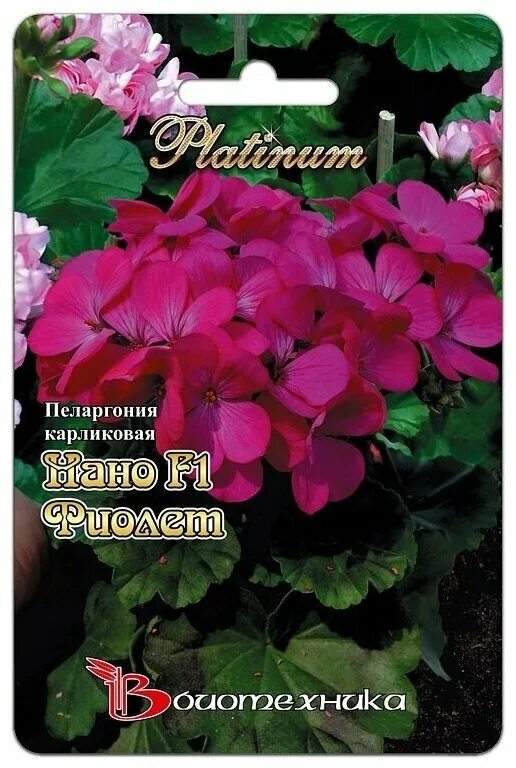 пеларгония зональная нано виолет. пеларгония нано отзывы. пеларгония нано биотехника. пеларгония нано лососевая семена алтая. пеларгония мультиблум f1 виолет.