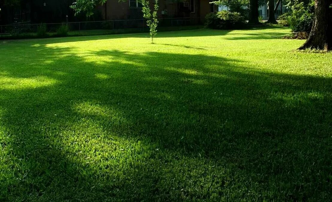 Видео газон. Видео газон. Трава канада грин для дачи. Ровный газон. Газон травосмесь садово-парковая.