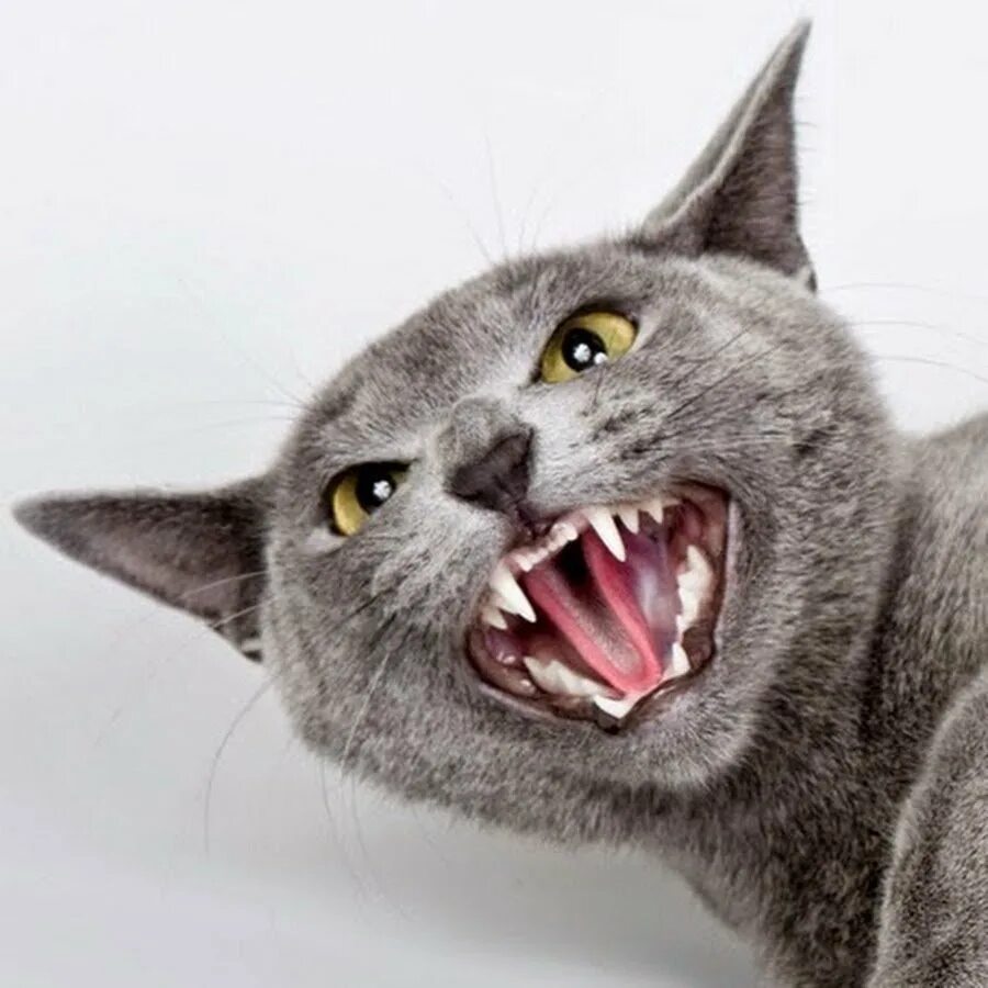 Почему кот шипит. Злая кошка. кошка шипит. бешеные коты. агрессивный кот.