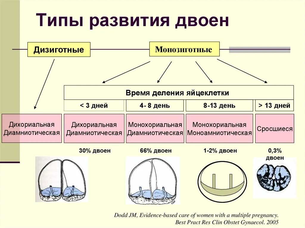Что значит монохориальная двойня. Дизиготная многоплодная беременность. типы развития двоен. дихориальная двойня диамниотическая двойня. дихориальная диамниотическая тройня.