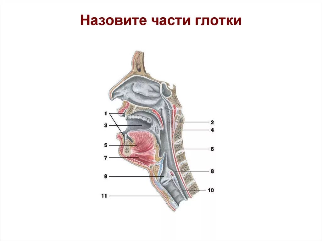 Глотка переходит. Полость глотки вид сбоку. Грушевидный карман глотки анатомия. Строение глотки вид сбоку.