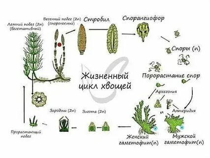 Гаплоидное поколение хвощей