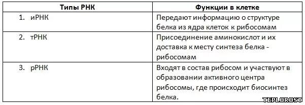 Строение свойства и функции рнк. Типы рнк. функции различных типов рнк.. виды рнк таблица. функции рнк таблица. структура и функции различных видов рнк.