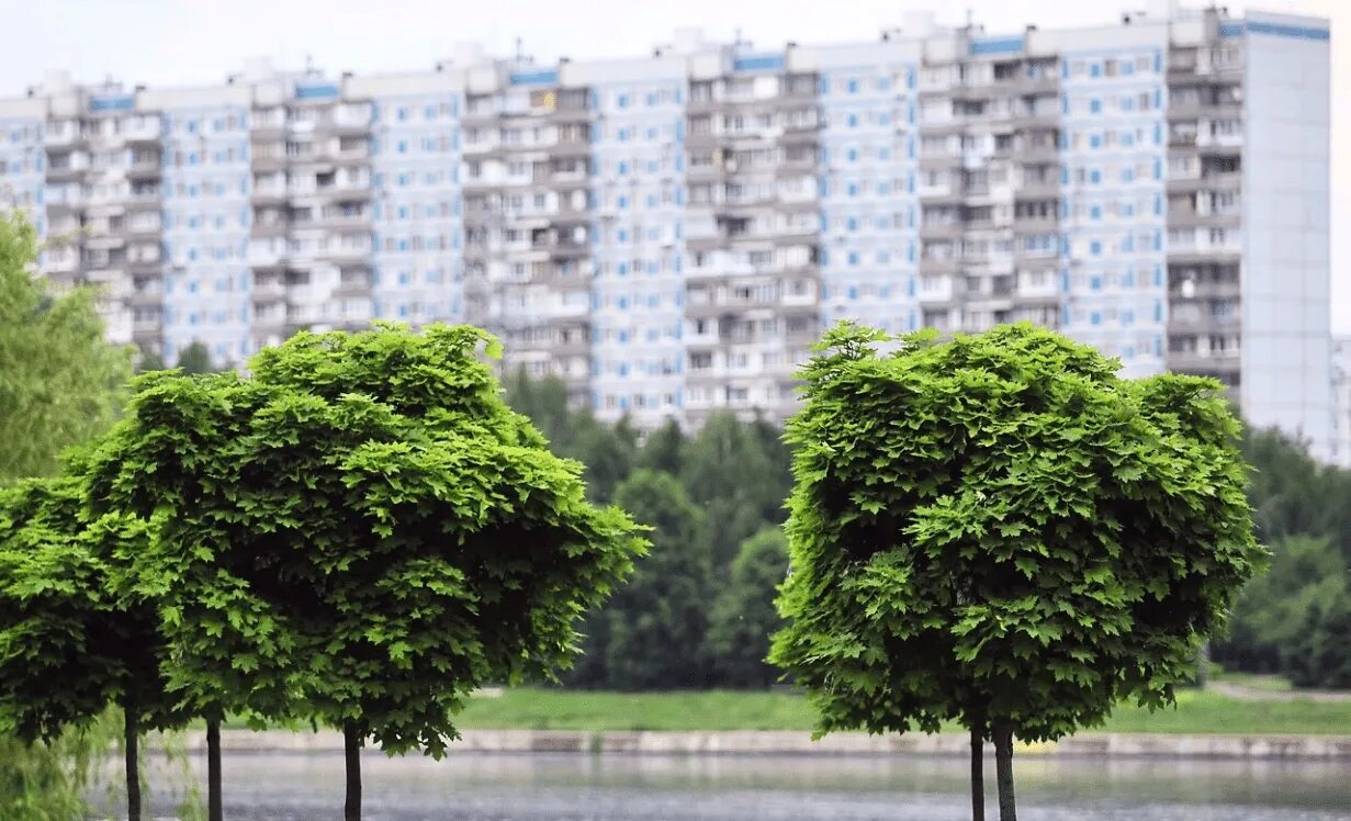 Жизнь дерева в городе