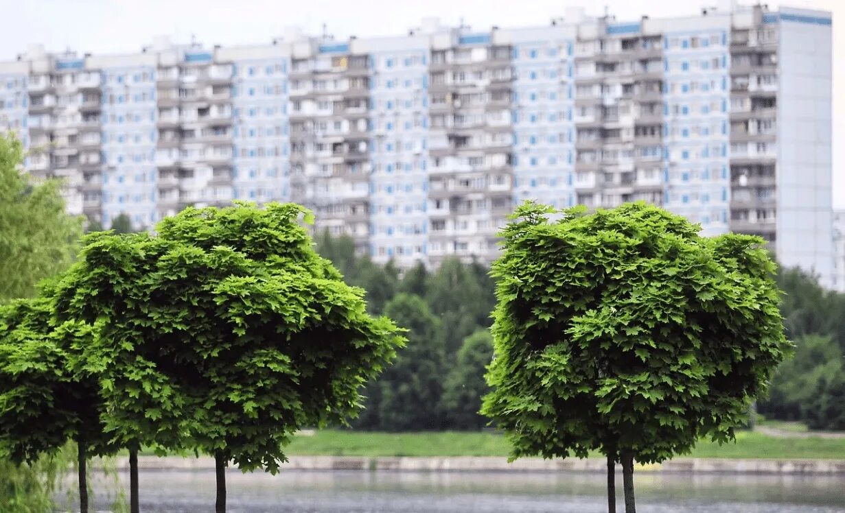 Вид городских деревьев. Городские деревья. Деревья в городе. Зеленые насаждения в городе. Зеленые деревья город.