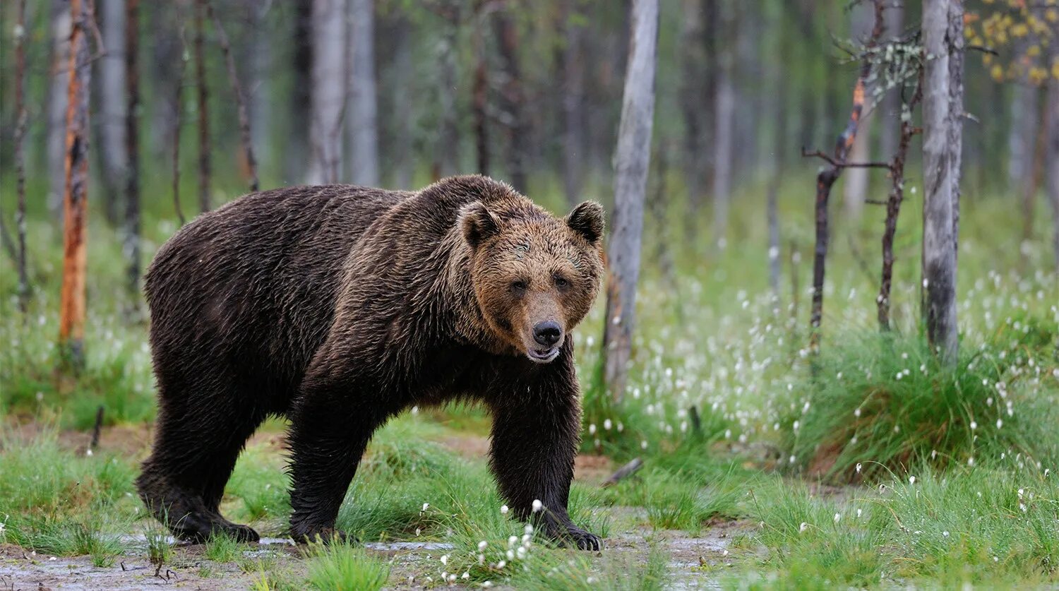 Бурый медведь в тайге. Бурый медведь Беларуси. Бурый медведь в Оренбургской области. Бурый медведь Красноярского края. Опасные животные россии на английском