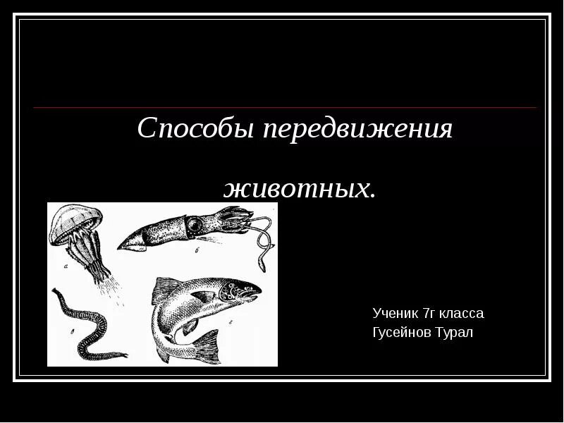 Сообщение на тему способы передвижения животных. Способы движения животных. способы передвижения. необычные способы движения животных. животные с необычными способами передвижения.
