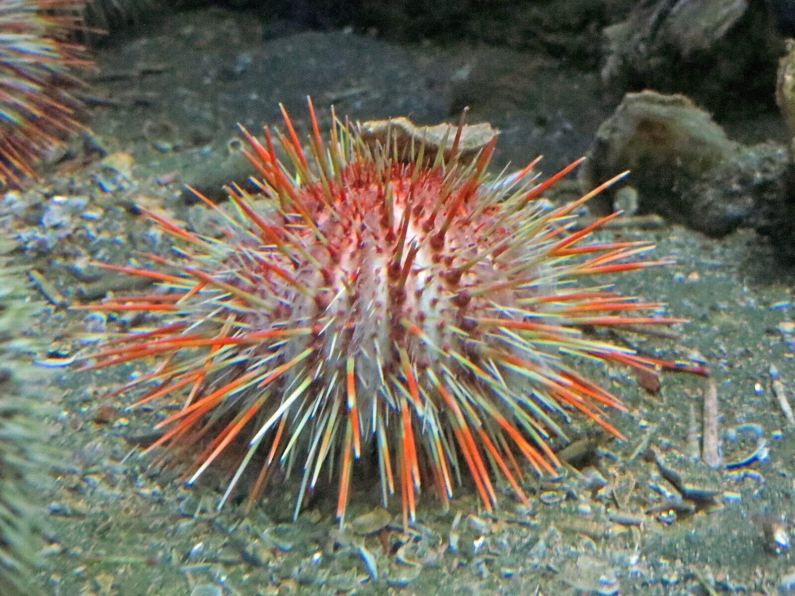 Морской еж класс животных. Морской еж эхинус. echinus esculentus морской еж размеразый. echinus melo. еж длинноиглый каламарис.