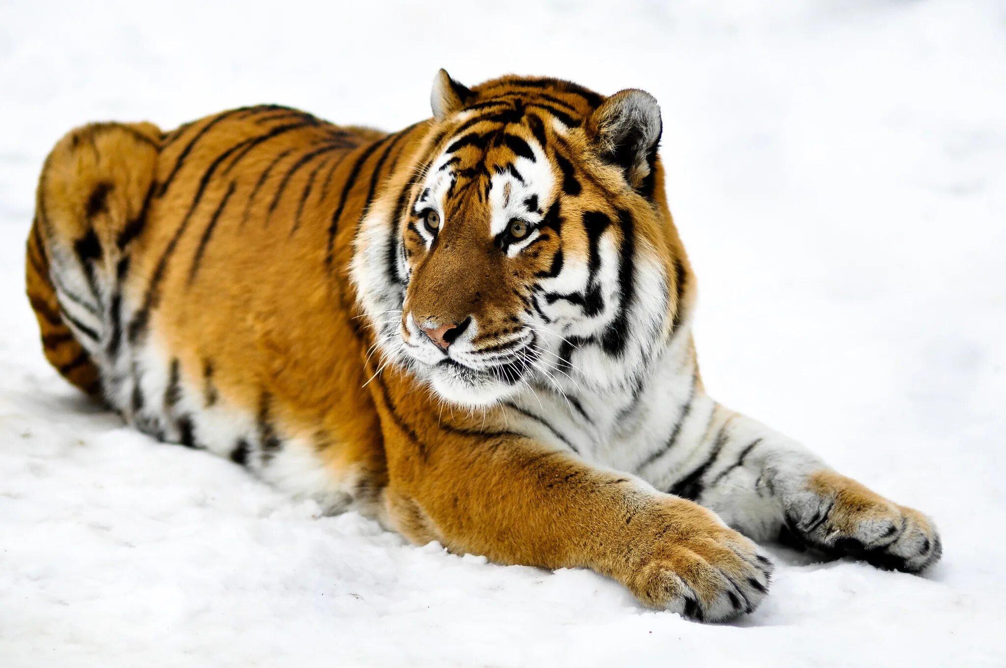 Лапка тигра. Тигр. Тигр на снегу. Тигр лапки. Когти тигра.
