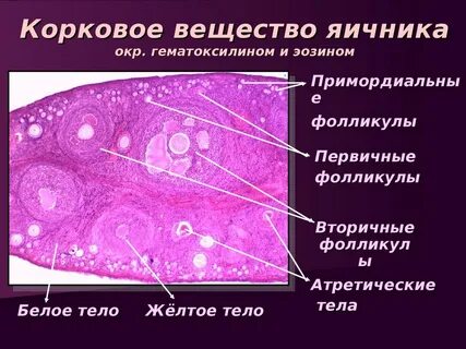 Яйцеклетка крысы