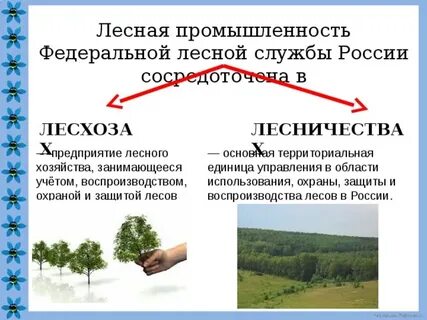 Лесничества являются