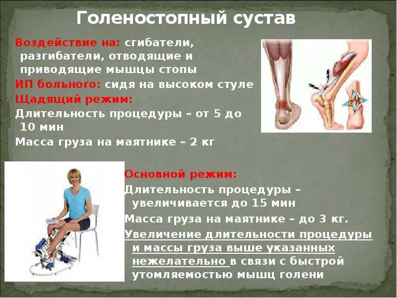 Координация работы мышц разгибателей осуществляется в. Мышцы сгибатели и разгибатели стопы. мышцы сгибатели голеностопного сустава. сгибатель и разгибатель голеностопного сустава. сухожилия сгибателей голеностопного сустава.