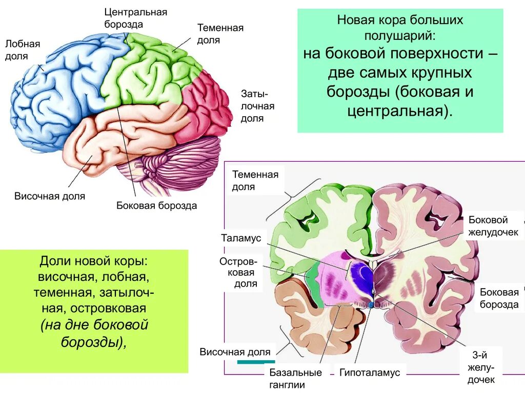 Лобный отдел функция. Строение островковой доли головного мозга.