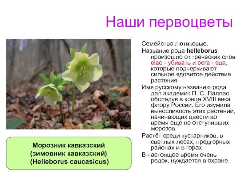 Морозник описание. Морозник кавказский (зимовник кавказский (Helleborus caucasicus). Зимовник морозник. Первоцвет морозник Краснодарского края. Морозник примула.