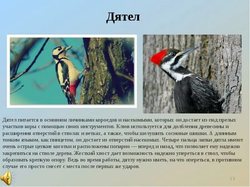 Голова дятла. Дятлы сибири. Редкие птицы битцевском парке. Дятел долбонос. Дятел относится к животным.