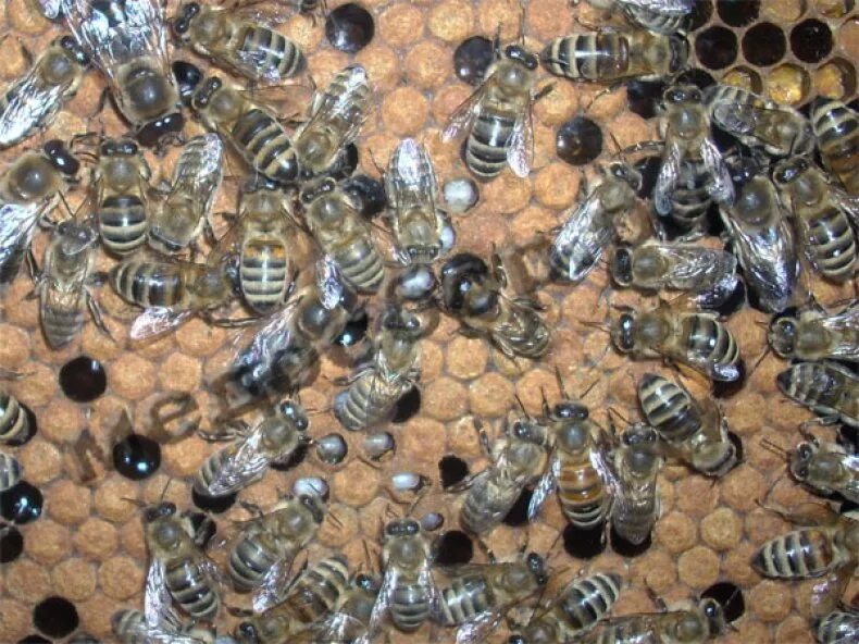 Как еще называют болезнь пчел. Аскосфероз и аспергиллез пчел. Аскосфероз пчел. Каменный расплод у пчел. Болезни расплода пчел.