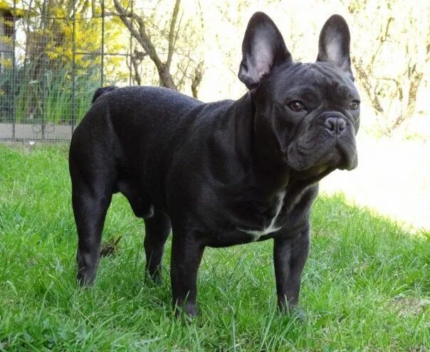 Vêtement pour bouledogue français, Suivez nous sur notre page facebook. Vêtement