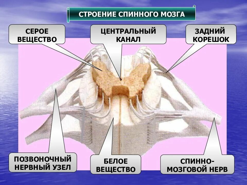 Строение мозга серое и белое вещество. Центральный канал спинного мозга функции. Центральный канал спинной мозг анатомия. Строение белого спинного мозга. Структуры серого вещества спинного мозга.