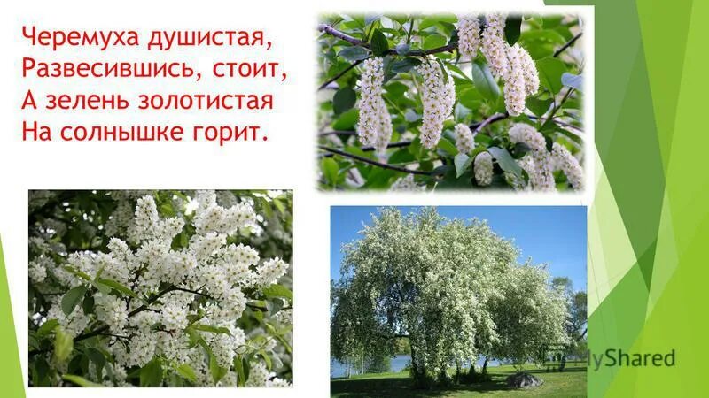 белье на веревке. фразеологизм уши развесил значение фразеологизма. парень на балу. 2или. черёмуха душистая развесившись.