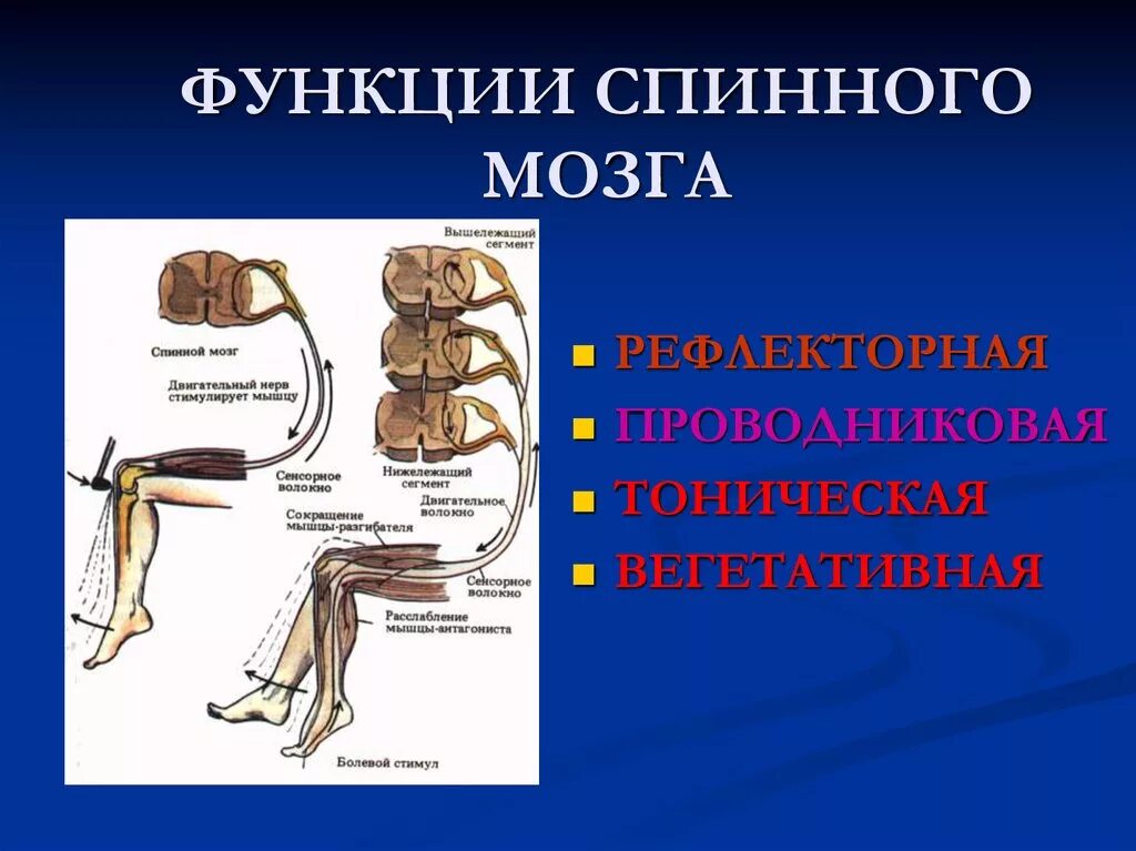 Функции спинномозгового мозга. Функции спинного мозга физиология. Рефлекторная функция спинного мозга строение. Функции и рефлексы спинного мозга. Функции рефлекторной и проводниковой спинного мозга.