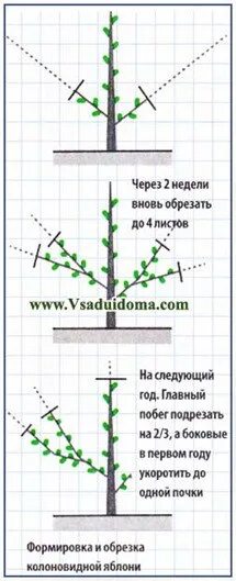 Высота саженца розы 10 см какой высоты. Схема посадки колоновидной яблони. Посадка колоновидных яблонь. Колоновидные яблони посадка. Посадка колоновидной яблони.