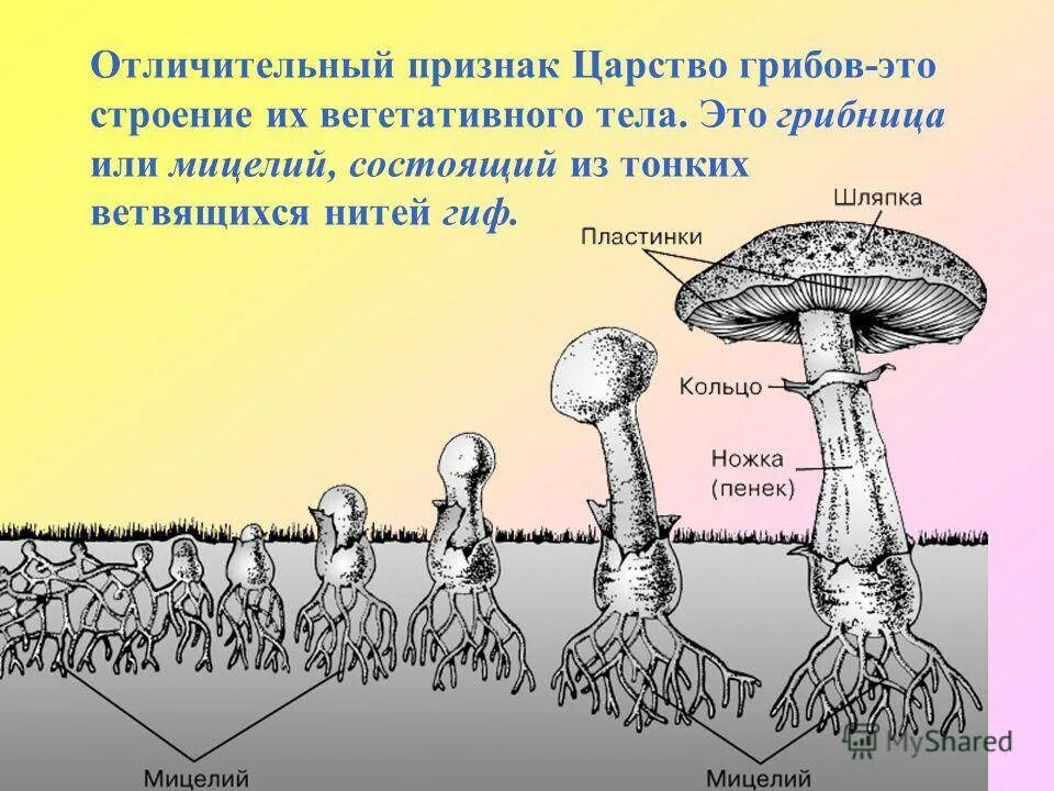 Мицелий определение. Мицелий грибов 5 класс биология. мицелий грибов это в биологии. царство грибов мицелий. грибница шляпочных грибов.