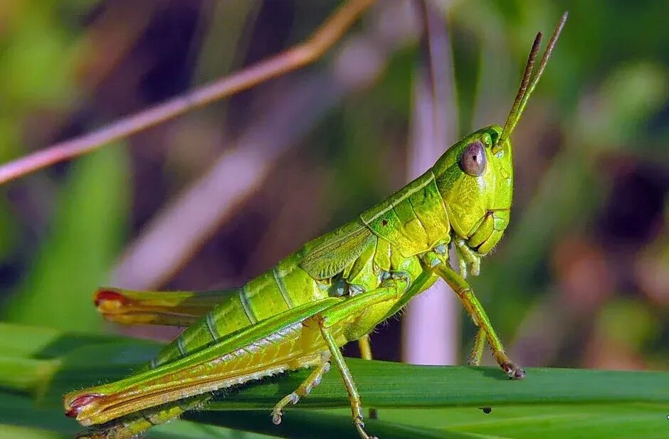 Кузнечик хвостатый. Grasshopper stick. Кузнечик на немецком. Кузнечик на немецком. Кузнечик на немецком прослушать.