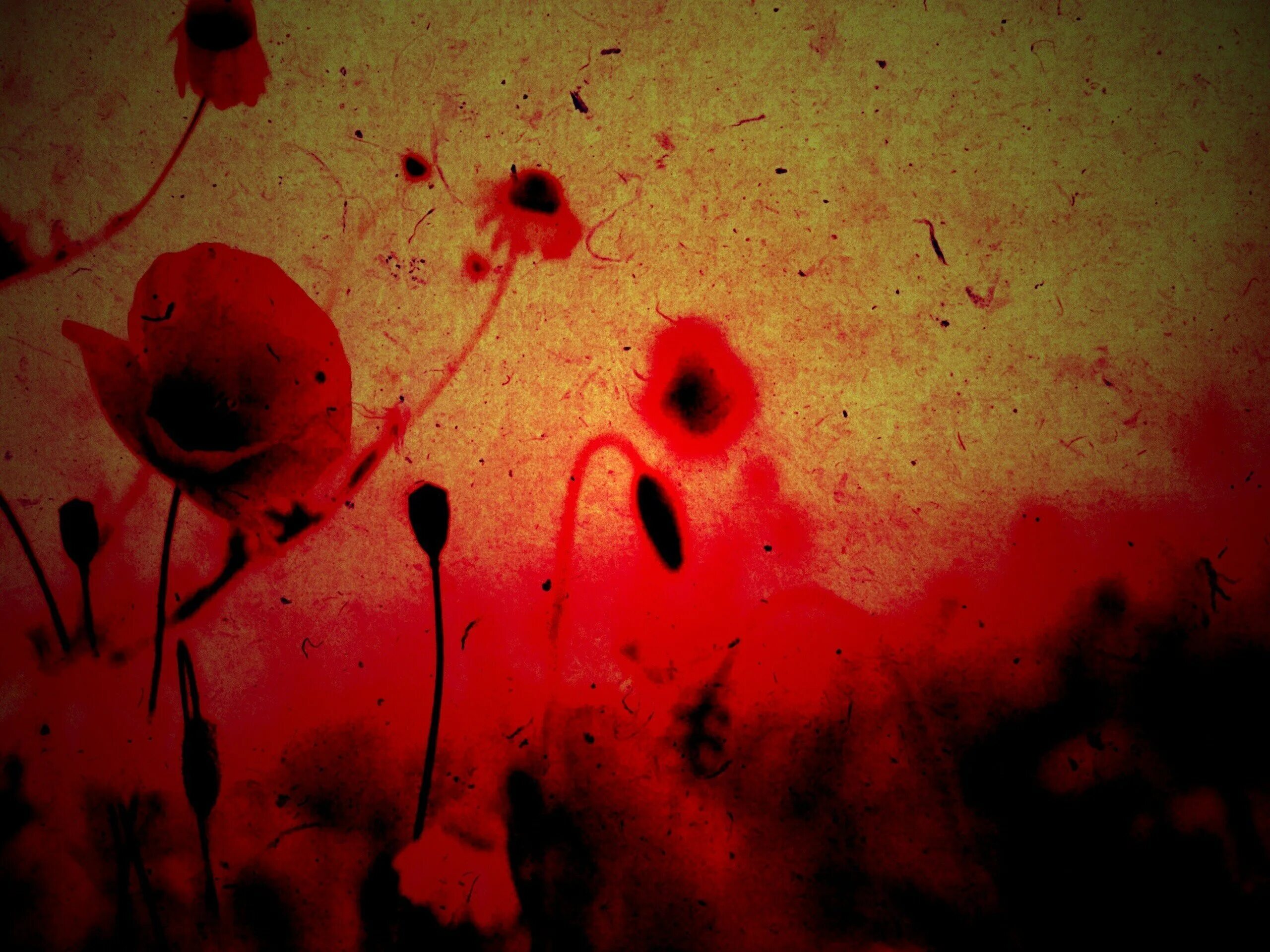 Кровавые цветы 224. Кровавый красный.