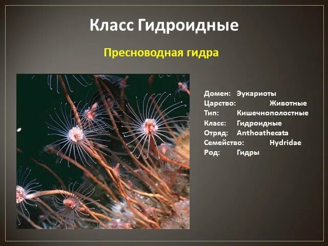 Тип гидроидных