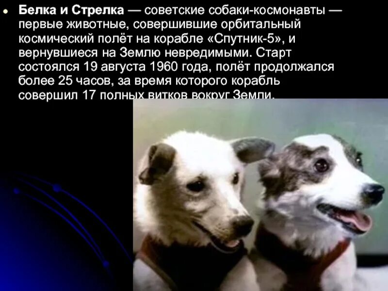 Как звали первую собаку в космосе