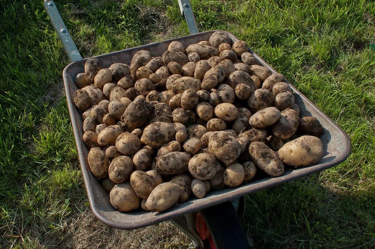 Картошка получается сухой