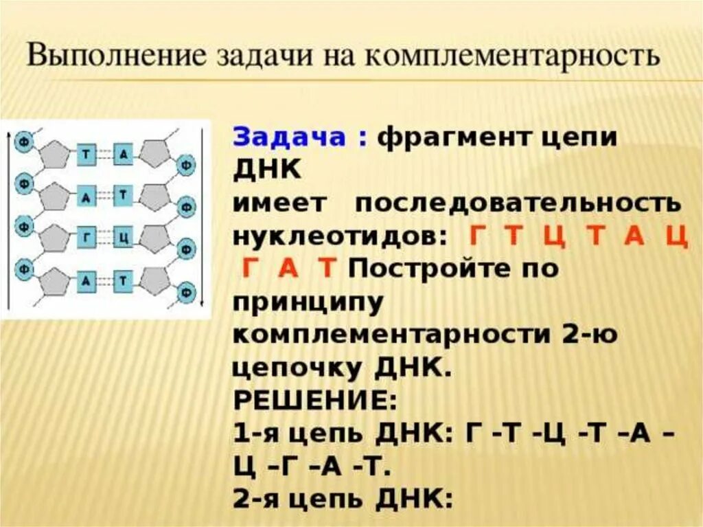 Кодирующая цепь днк имеет последовательность. Комплементарность нуклеотидов ДНК задачи. Задачи на принцип комплементарности. Цепь ДНК по принципу комплементарности. Цепочка ДНК по принципу комплементарности.