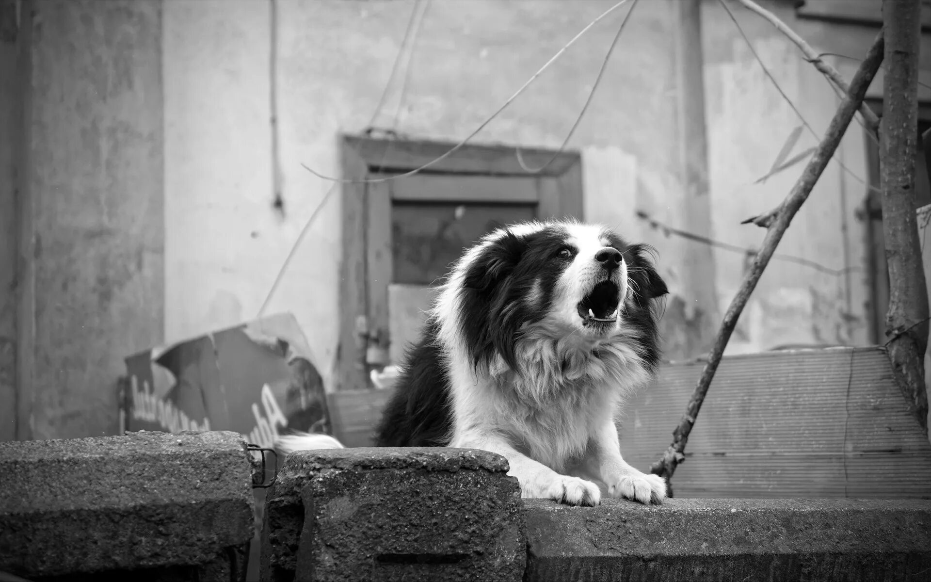 Nothing dog