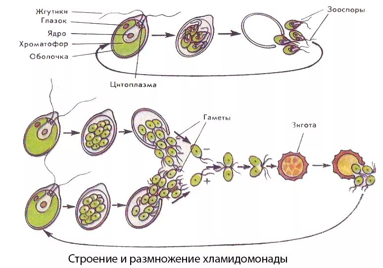 Водоросли оплодотворение. Строение и размножение хламидомонады. Хламидомонада размножение зооспорами. Размножение хламидомонады схема. Размножение одноклеточных водорослей хламидомонада.