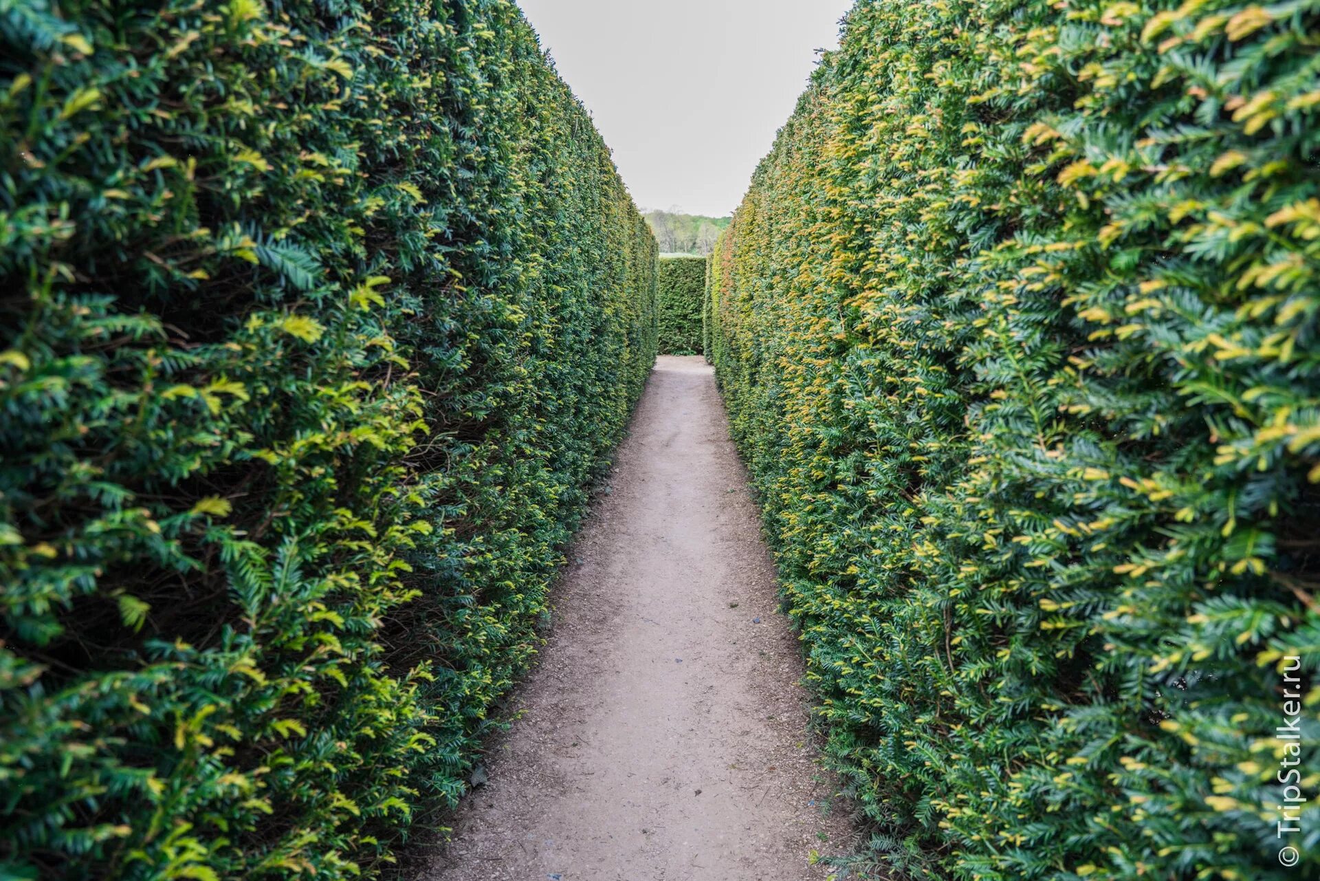тисс хикси изгородь. живая изгородь фон. туя брабант живая изгородь. крушина живая изгородь. бирючина живая изгородь.