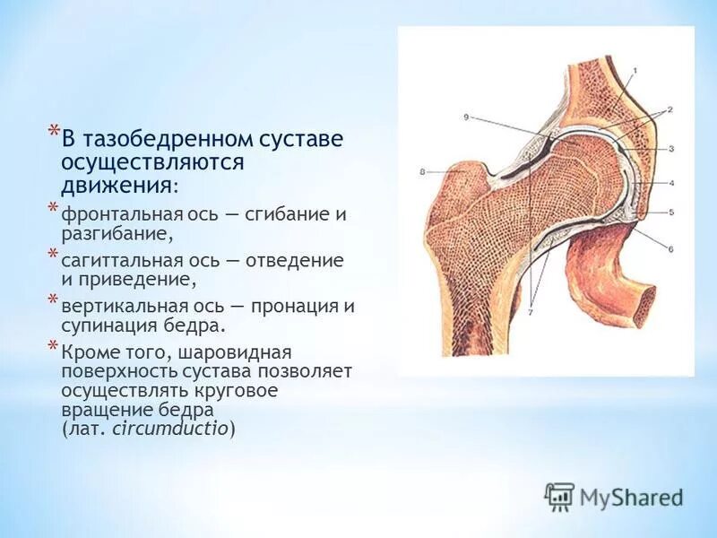 Заболевание коксартроз. Лечение тазобедренного сустава у пожилых людей. Лечение тазобедренного сустава у пожилых людей. Коксартроз тазобедренного сустава симптомы. Обезболивание суставов при артрозе.