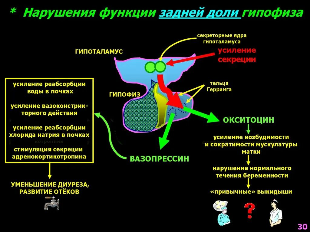 Гипофиз ткань. Функции гормонов задней доли гипофиза. Гормоны задней доли гипофиза заболевания. Нарушение задней функции гипофиза. Патогенез нарушений функции задней доли гипофиза.