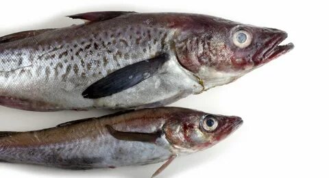 Alaska pollock B season finishes with fillet production down 34,000t - Undercurr